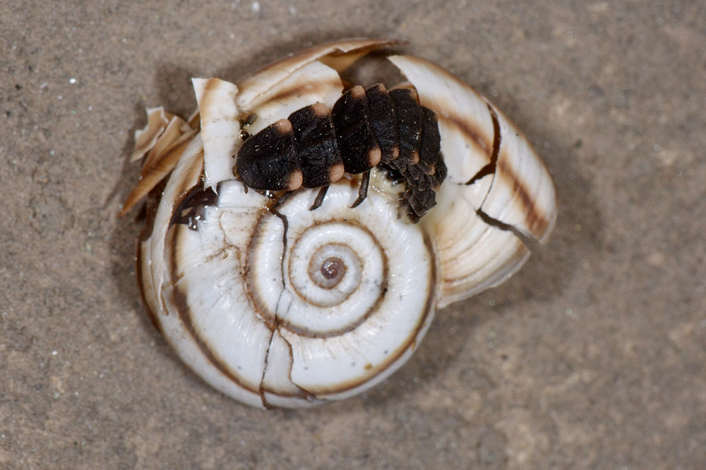 Lucciole predatrici:  Lampyris noctiluca
